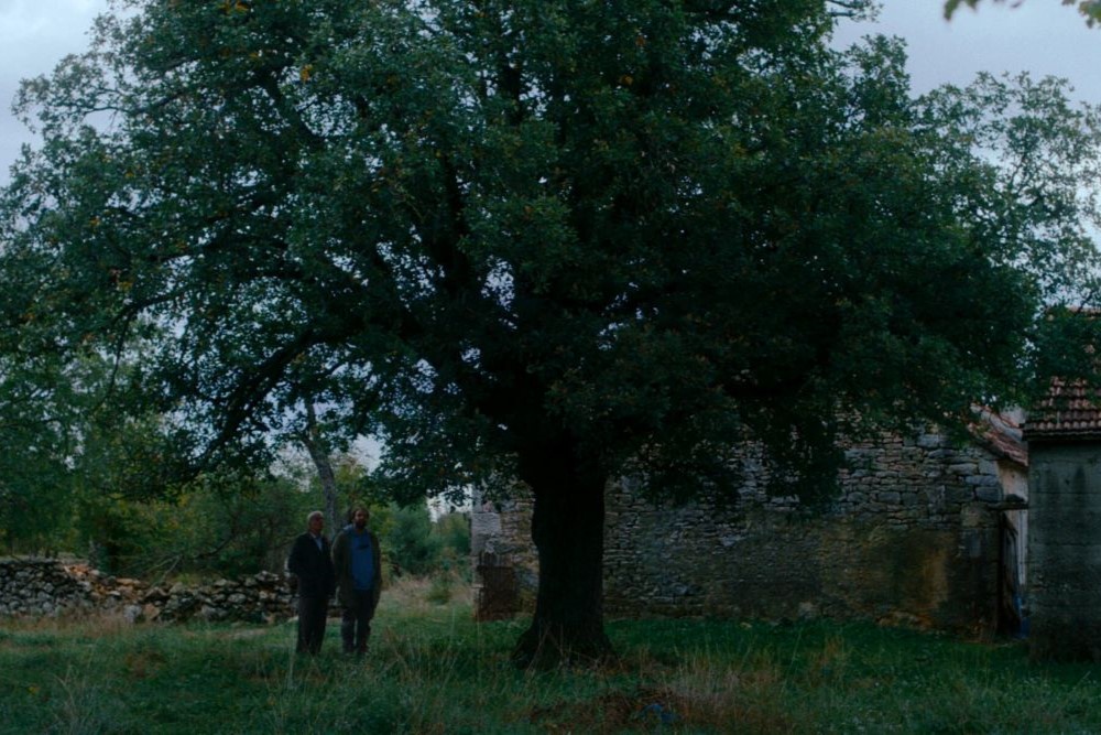 Kako je ovdje tako zeleno?