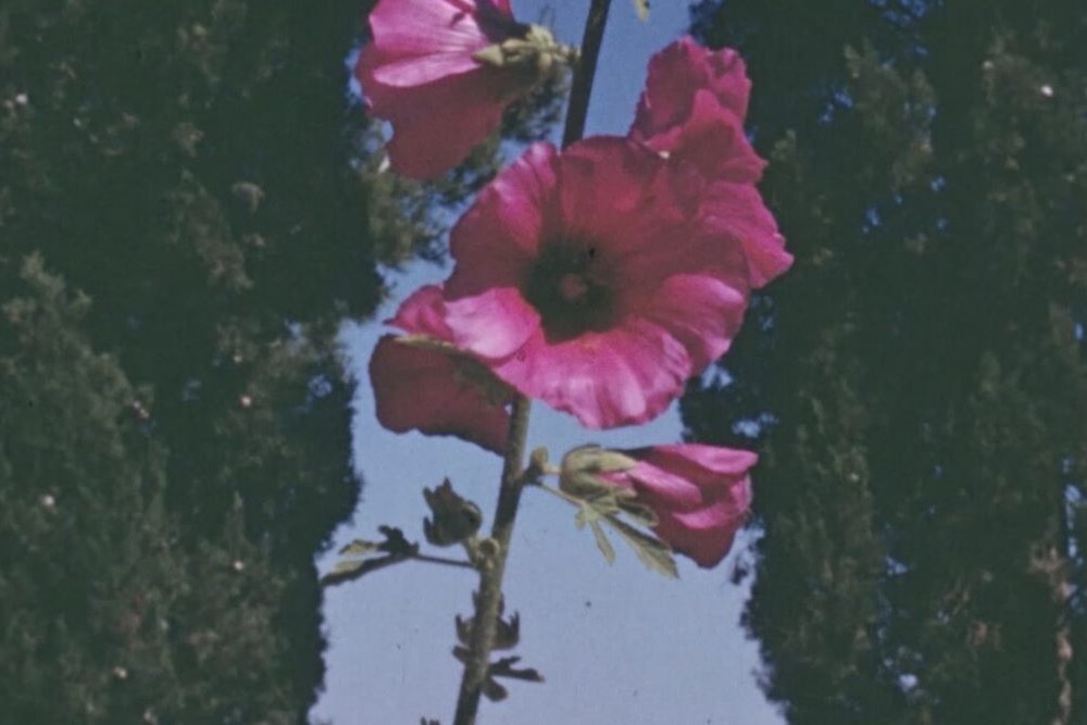 Cvijeće svjedoči tiho