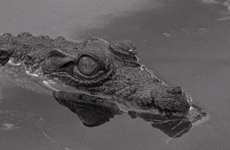 Listopad u Art-kinu - Tužni melankolični krokodil